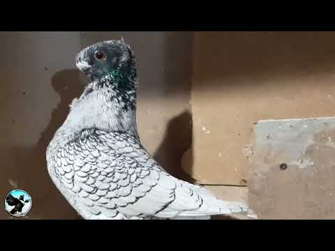 Oriental Frill,Owl Young male  for: Ertan Yashar