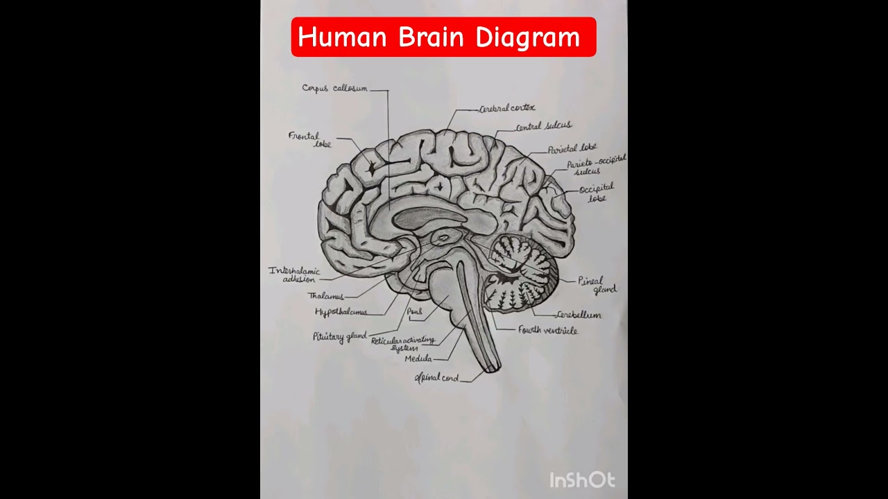 Human Brain Easy Diagram#lebeleddiagramofbrain#braindiagram #brain #anatomy #brainanatomy#brainpower