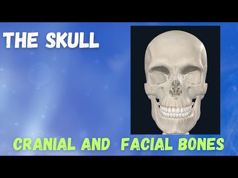 Skull Chronicles: Unraveling the Mysteries of the Human Head!