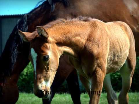 SF von A la Carte x Arpeggio