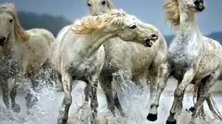 Kenny Rogers - In Her Dreams She Rides Wild Horses