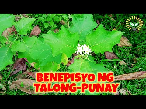 Talong punay o Talampunay