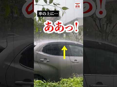 あなたの庭を雹から守るにはどうすればよいですか？被害を最小限に抑える5つの解決策＋その後の対処法！  庭園