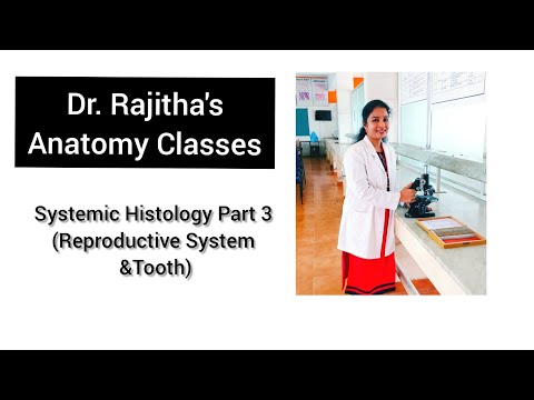 Systemic Histology Part -3 (Reproductive System & Tooth) by Dr. Rajitha Vanga
