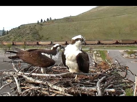 Hellgate ospreys 4 22 17 522pm fish for Iris she eats at the pole