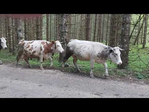 Se-ntorc văcuțele de la păscut!