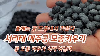 콩 모종키우기 서리태 메주콩 씨 넣는 방법 상세  [콩재배방법]