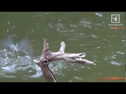 Common Kingfisher and Many Fishings (in Hong Kong)