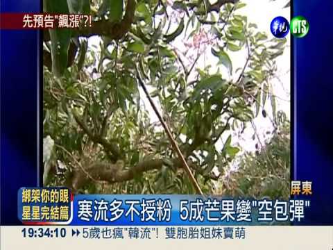 寒害"空包彈" 今夏芒果恐變貴