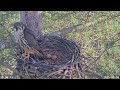 Dorset Live Hobby Nest 2025 Hatching