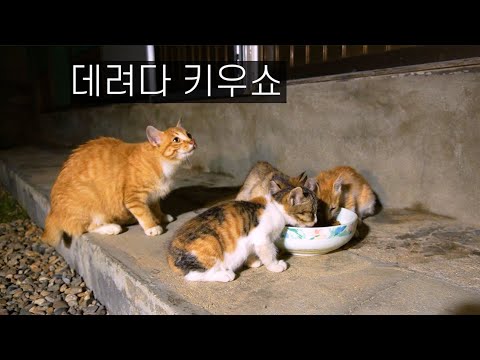 새끼들을 전부 데리고 온 길냥이