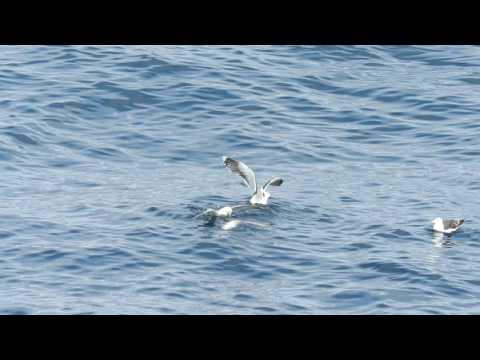 Fulmar feeding