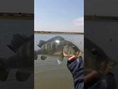 Pescaria de tucunaré azul em Guaraci São Paulo #pescaesportiva #tucunareazul #Deusnocomandosempre🙏