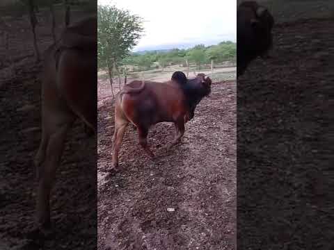 Touro Sindi com Registro Definitivo: 11.000 reais em Jardim do Seridó/ RN. ZAP  84 99810 2784*#gado 