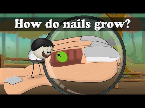 How do nails grow? | #aumsum