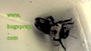 Carpenter Bee Chewing Wood