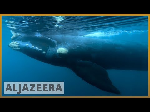 日本にはまだ鯨肉の味があるのでしょうか？