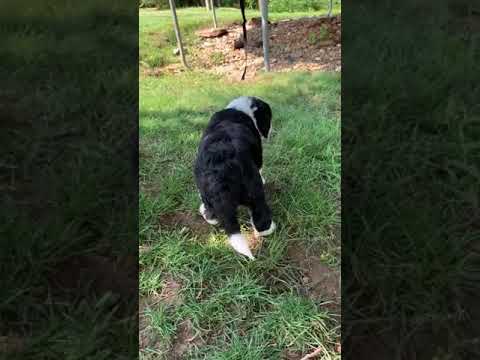 Mandy is a beautiful bernedoodle puppy