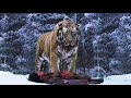 The Last Surviving Tiger Of Korea The Tiger An Old Hunter S Tale Recap