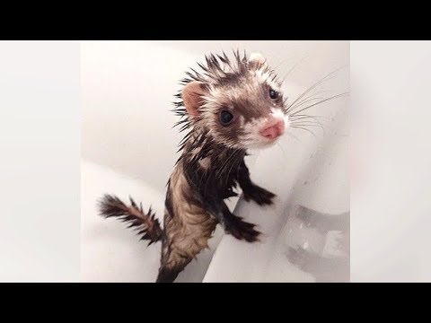 These Ferrets Are Just Too Darn Cute!