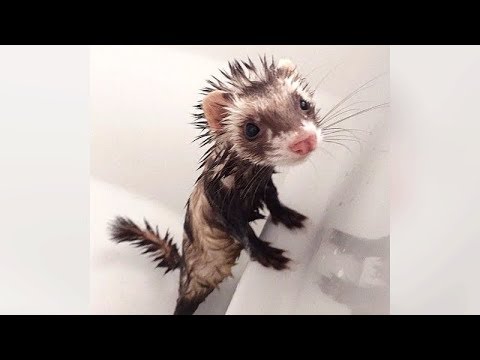 Les furets sont-ils plus drôles que les chats et les chiens ? Voyez par vous-même ! - vidéos de furets ultra drôles
