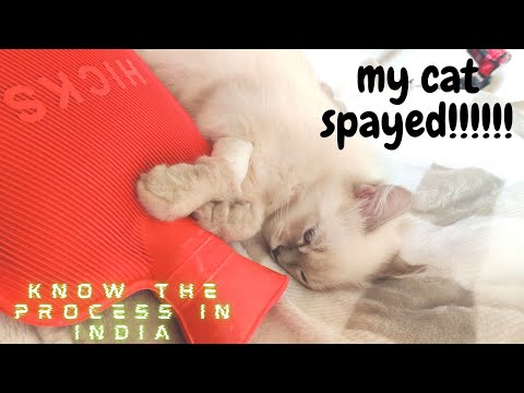 Step by Step Guide To Spay Surgery in India ll SPAYING YOUR KITTEN ll Know everything About Spaying