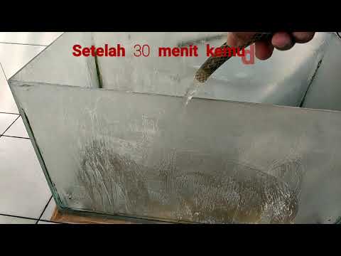 Membersihkan Kaca Aquarium Seperti Baru Belum Banyak Yang Tau