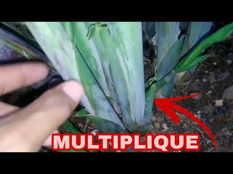 AUMENTE SUA PRODUÇÃO DE CANA (MANEIRA FÁCIL)