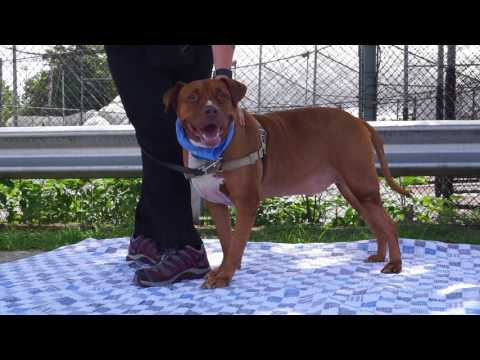 Mellow, an adopted Pit Bull Terrier in Mt. Vernon, NY_image-1