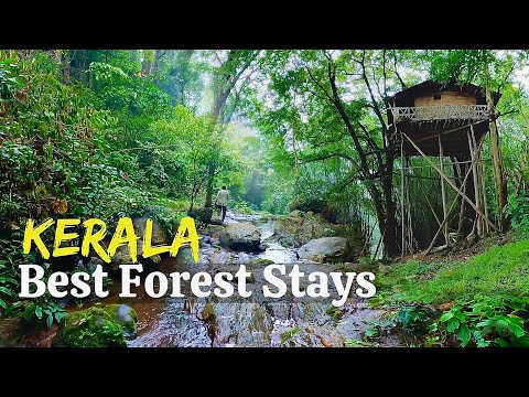 Best Forest stays in Kerala English | Jungle Cottages in Gavi, Thekkady, Nelliyampathi 4K