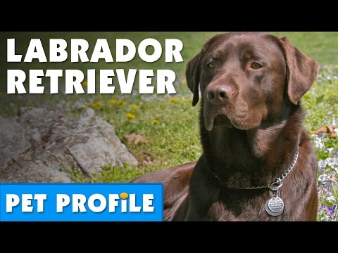 Bogs Edge Labradors