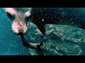 Mischievous Sea Lions Bring Marine Iguana Play Toy To Scuba Diver