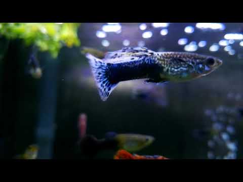 Three Carefree Birds | Trio for Piccolo, Flute, and Bass Flute