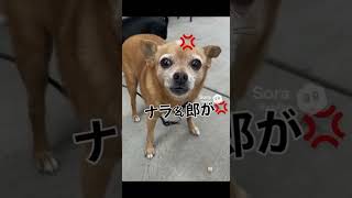 ワン君の怒り🐶！#わんくん #わんちゃん