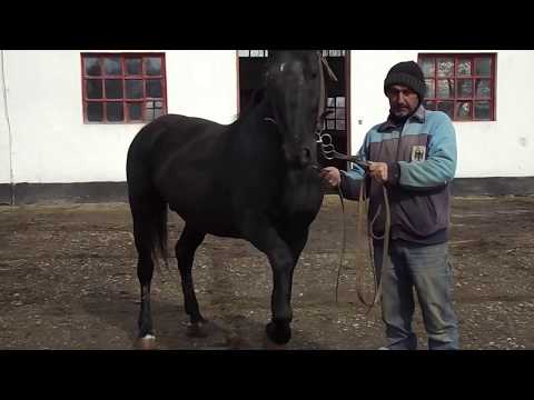 HERGHELIA BECLEAN - Jud. Bistrița-Năsăud  - Defilarea lui INCITATO