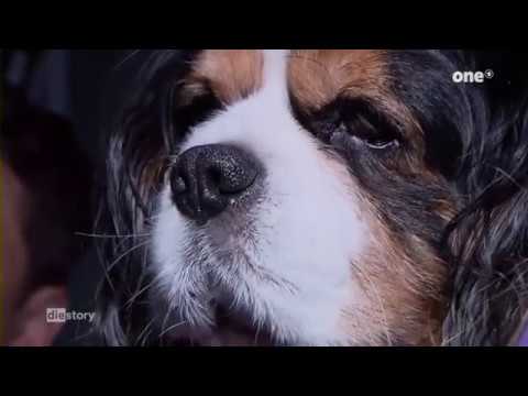 Reine Rasse, volle Kasse - Das Geschäft mit Qualzucht