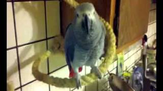 Angry parrot thinks I pooped on him
