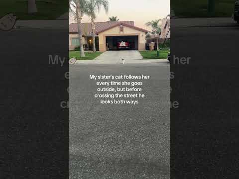 My sisters cat crosses the road and does this