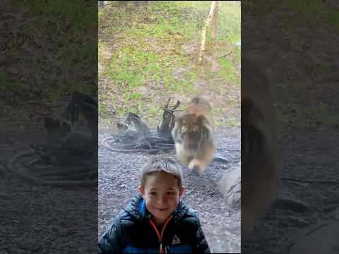 This tiger scared this little boy 😱