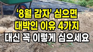 8월에 감자를 심으면 대박인 이유 4가지 대신 꼭 이렇게 심으셔야 해요