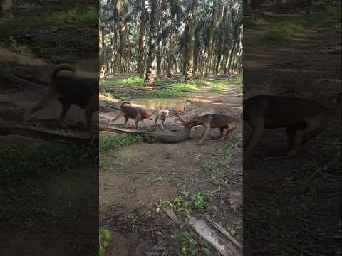 Mon chien acteur pour la chasse.
