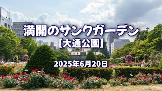 2025年6月20日 満開のサンクガーデン【大通公園】