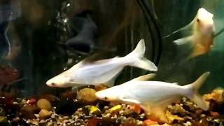 preview picture of video 'Shark Fish Aquarium'