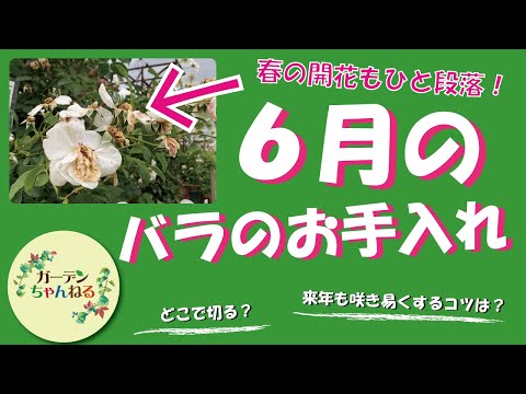 バラの剪定は何月に行うのですか？実践的なアドバイス  庭園