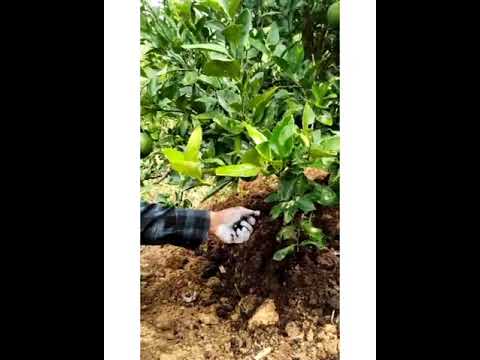 how to treatment fruits tree and care. 🍍🍎🍓🍇🌲🌴🌳
