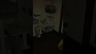 #ベンガル猫 ルイの成長日記三日目 お休み、ルイ