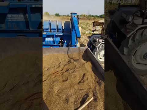 Cumin seeds (Jeera) video 3