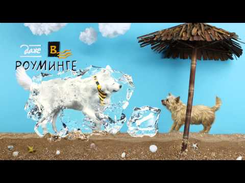 ⁣Beeline Tricky Dog