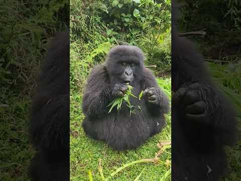 Gorilla eats thistle with a chameleon on her head 🥹🦎 #wildlife #gorillas #cute