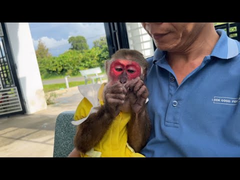 Kobi and Dad had a visit to the vegetable garden, Monkey Kobi video unedited